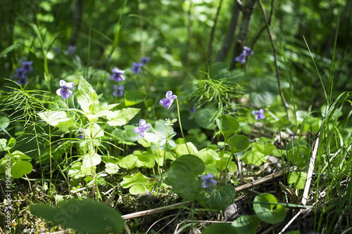 Beautiful summer background of flowers forest violets