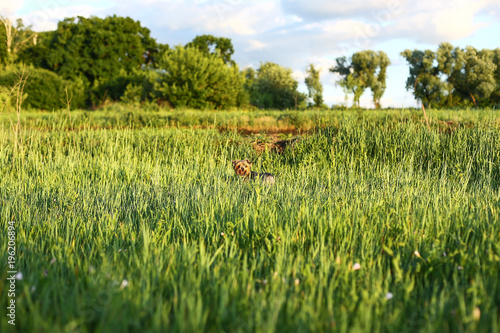 The dog is looking in the distance photo