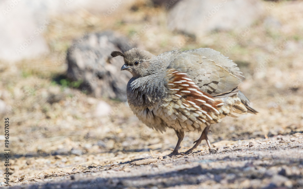 Female Gambell's Quail