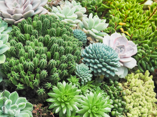 Colorful variety of Crassulaceae or Echeveria sp growth up in the grass house. photo