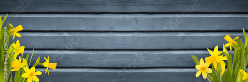 Wallpaper Mural Osterglocken vor Holz mit Textfreiraum, Banner Torontodigital.ca