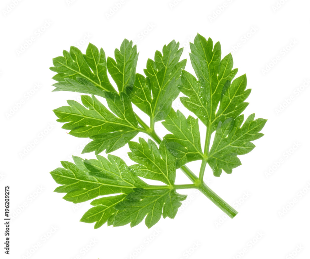 Parsley leaf isolated without shadow Parsley leaf isolated without shadow
