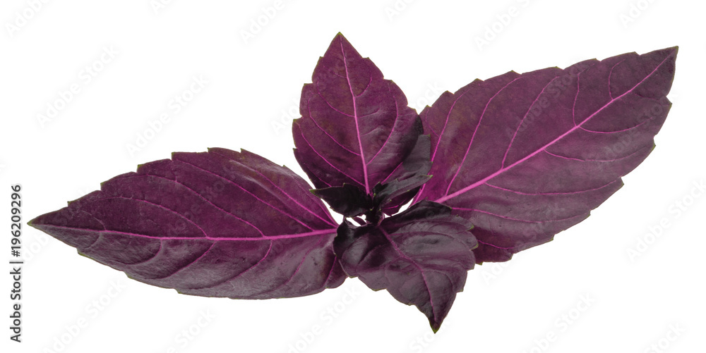 Red basil leaves isolated without shadow