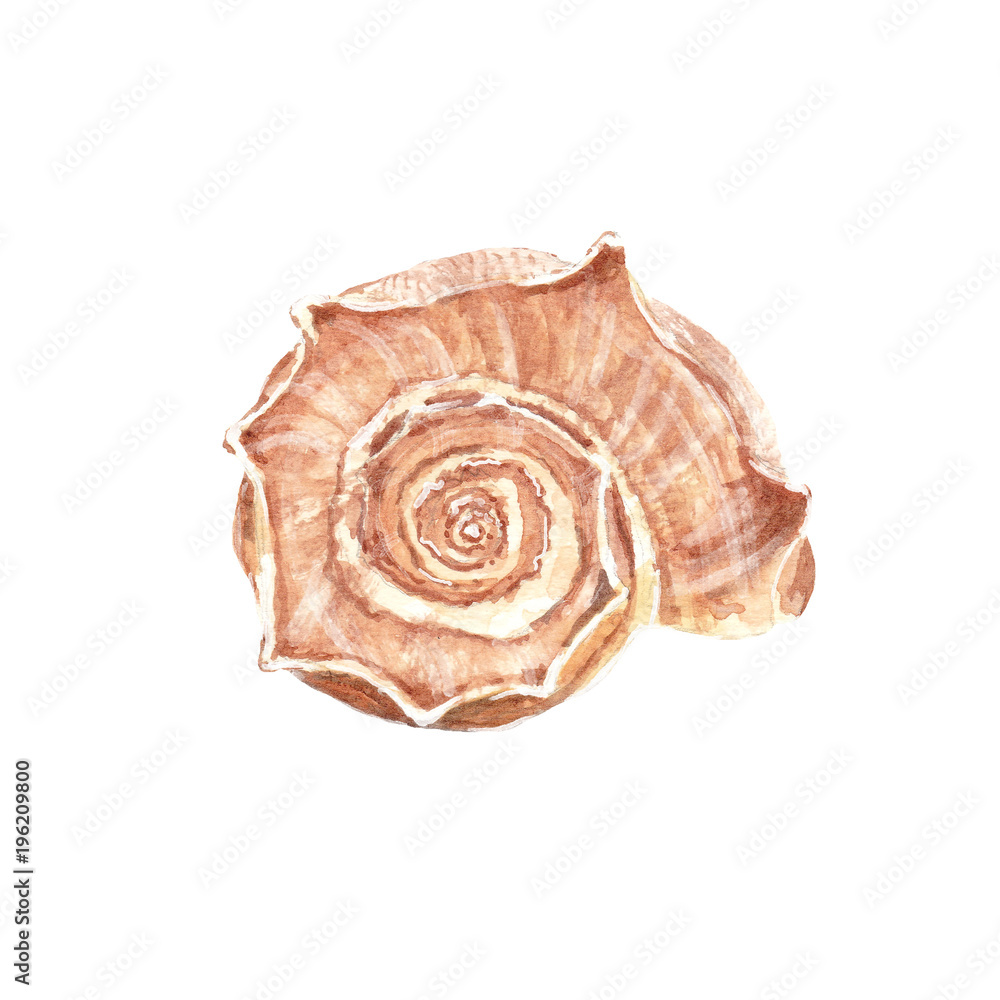 Watercolor illustration of conch seashell Watercolor illustration of conch seashell