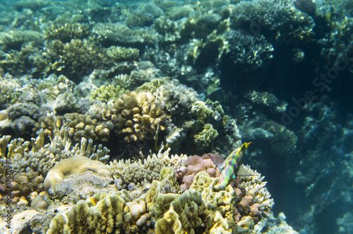 Fototapeta Naklejka Na Ścianę i Meble -  Bright fish on the crest of the coral. Thalassoma rueppellii