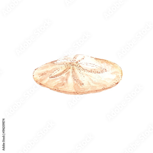 Obraz na plátně Watercolor illustration of sand dollar seashell