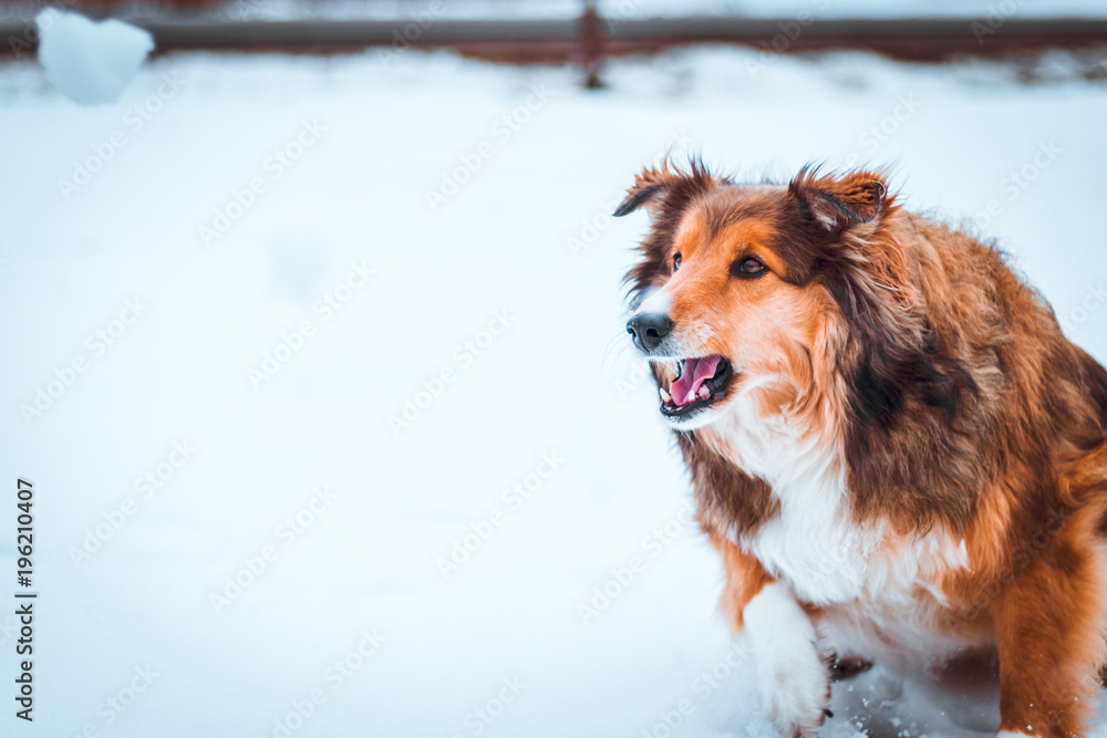 a dog chasing snow in the field covered with snow