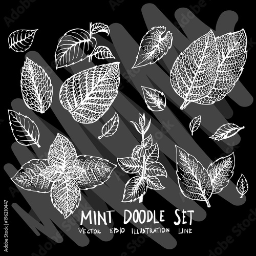 Hand drawn doodle vector mint leaf icon set on Chalkboard eps10
