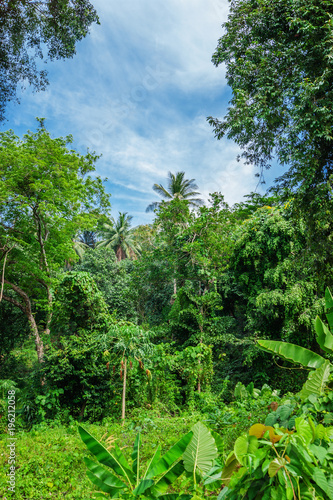 Tropical landscape in Phuket Thailand