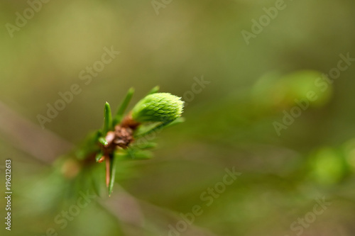 Young green spruce branches in a green forest background