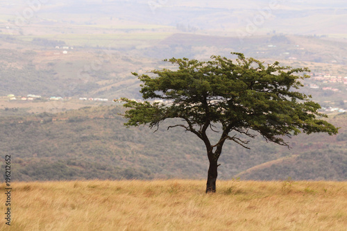 Acacia tree in Africa