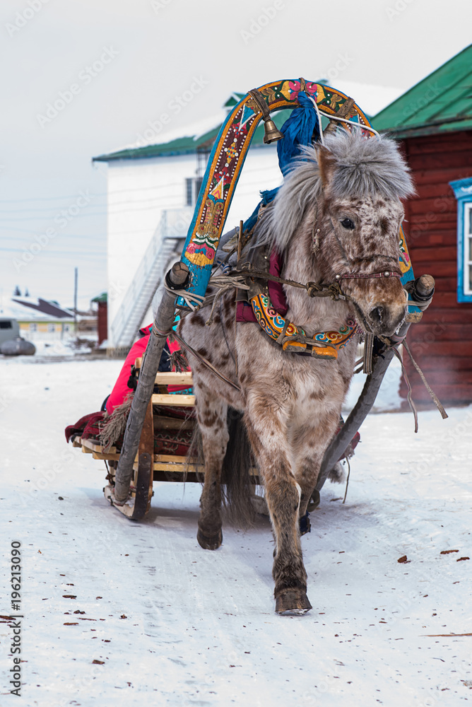Naklejka premium Horse pulling sleigh in winter - Mongolia