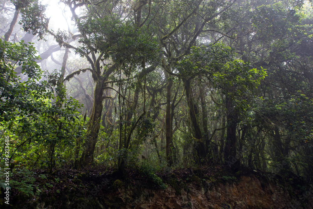 Fototapeta premium Trees on the edge of the hillside