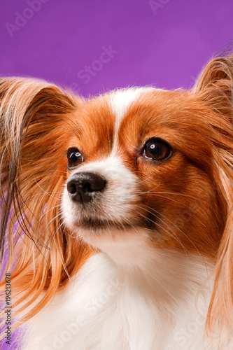 Beautiful papillon dog with smooth hair and large ears on a purple background
