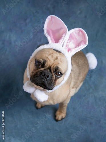 Easter Puggy.  Cute Pug dog wearing bunny ears, bow tie and a rabbit tail on blue background © Lori