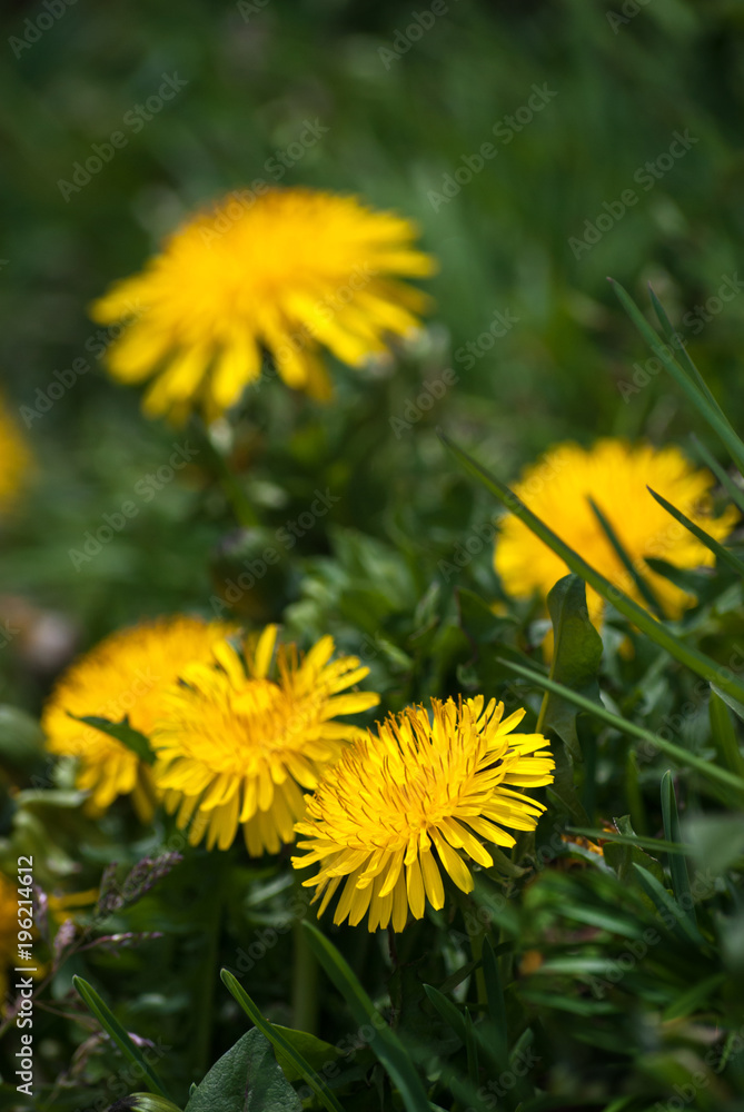 Wild Yellow Dandelions in Blossom Wild Yellow Dandelions in Blossom