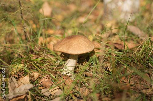 Grey mushroom in a forest glade / Grey mushroom grows in the woods among the leaves © alexknv