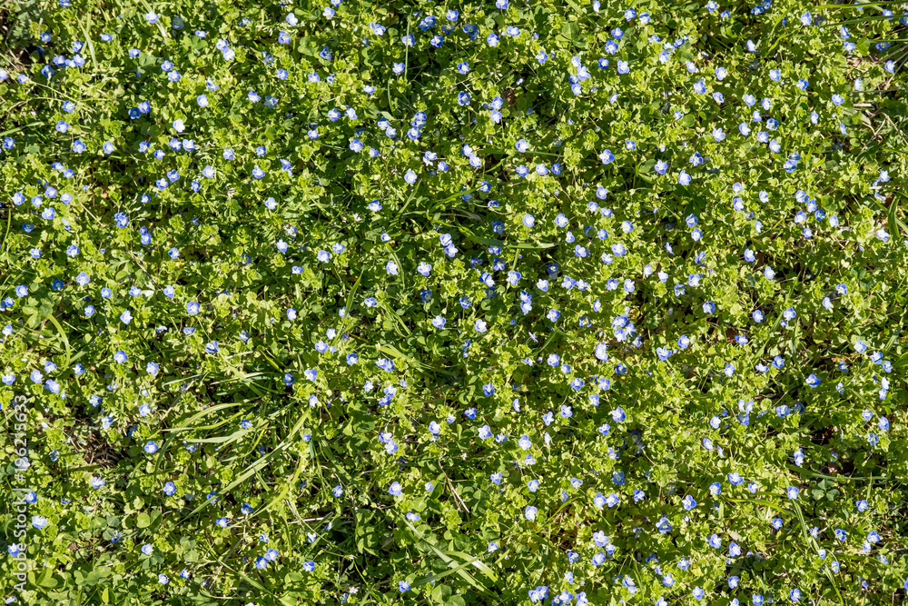 green grass with small flowers