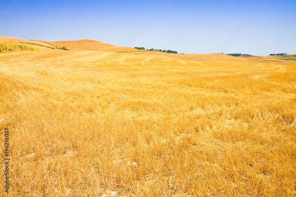 Wheat field in Tuscany countryside (Italy)