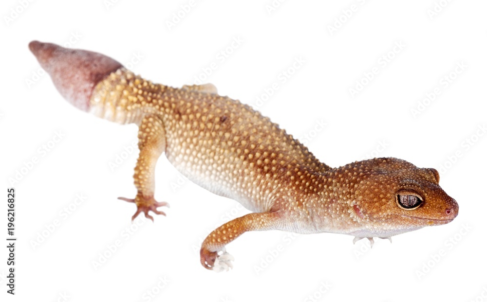 Naklejka premium Common House Gecko
