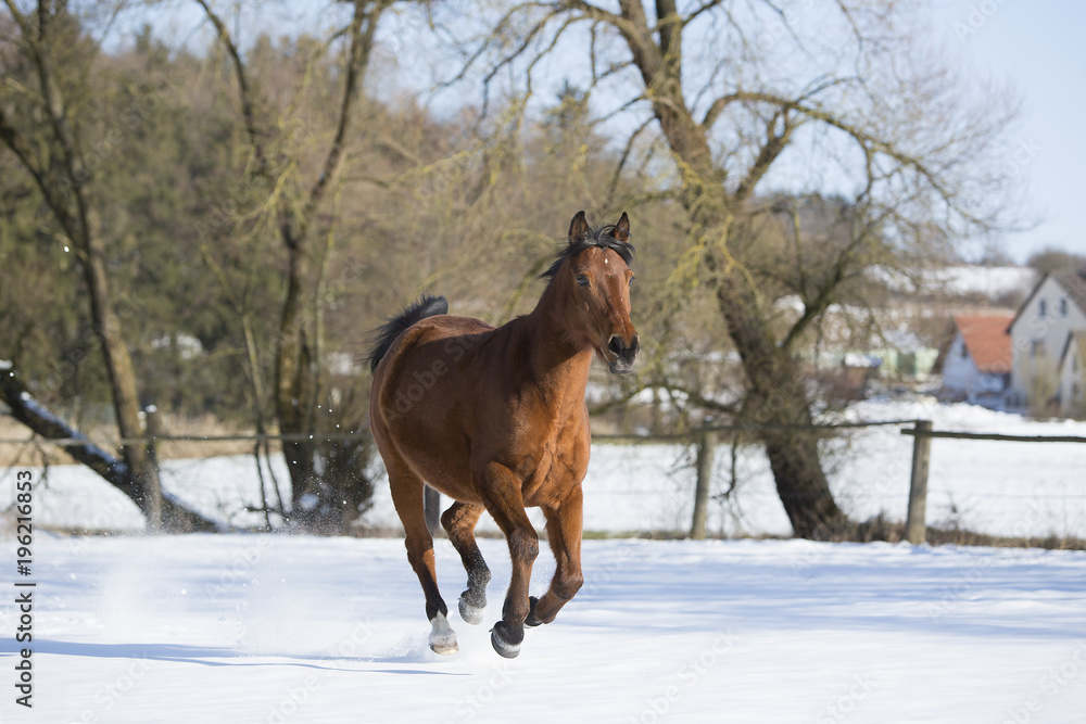 Beautiful brown mare running in winter Beautiful brown mare running in winter