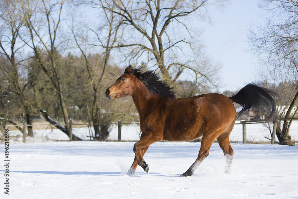 Beautiful brown mare running in winter Beautiful brown mare running in winter