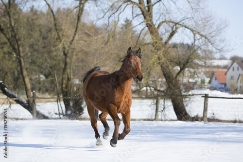 Beautiful brown mare running in winter © BirgitKorber