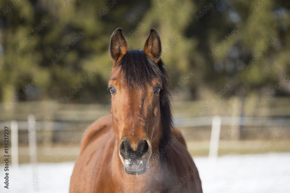 Obraz premium Portrait of a brown mare in winter