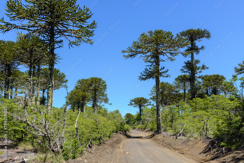 Araucaria forest in Conguillio National Park, Chile