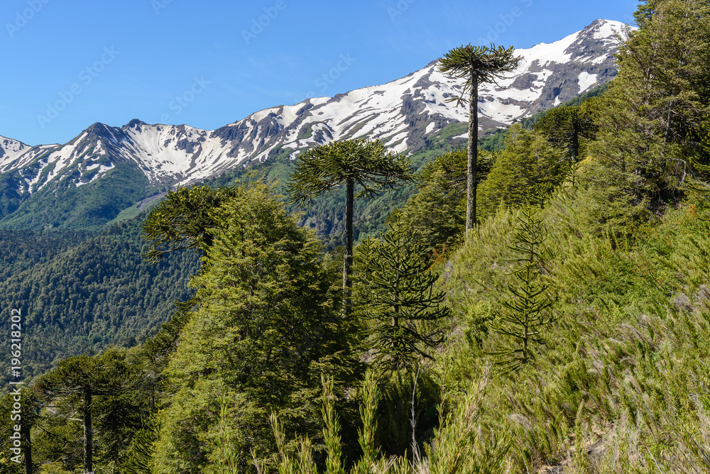 Araucaria forest in Conguillio National Park, Chile