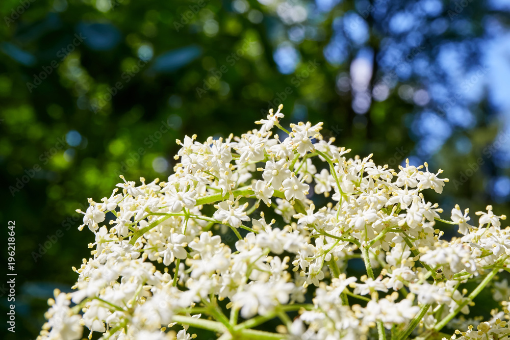 Elderberry with white blooming blossom Elderberry with white blooming blossom