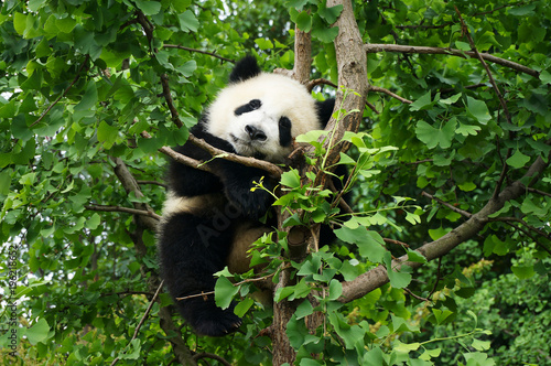 young panda in a tree 