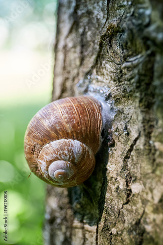 encapsulated land snail