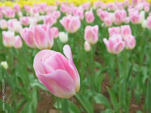 Fototapeta Naklejka Na Ścianę i Meble -  Tulip Flowers in Japan