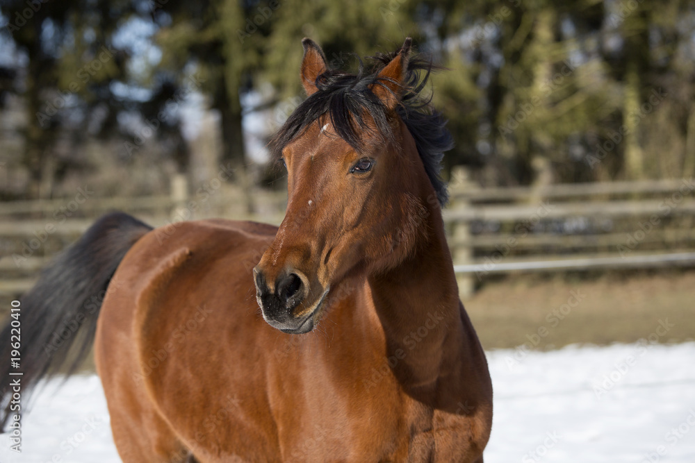 Beautiful brown mare running in winter Beautiful brown mare running in winter
