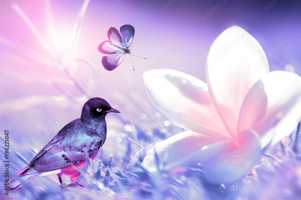 Beautiful white and pink tropical flower, little tropical bird and purple  butterfly in flight on a background of purple grass in drops of water.  Spring and summer composite image. Stock Photo |