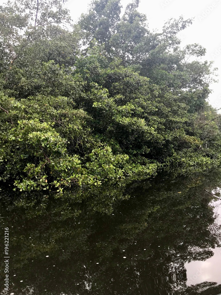 Mangrove wetland of the Caroni Swamp and Bird Sanctuary boat ride excursion on the Caribbean island of Trinidad & Tobago Mangrove wetland of the Caroni Swamp and Bird Sanctuary boat ride excursion on the Caribbean island of Trinidad & Tobago