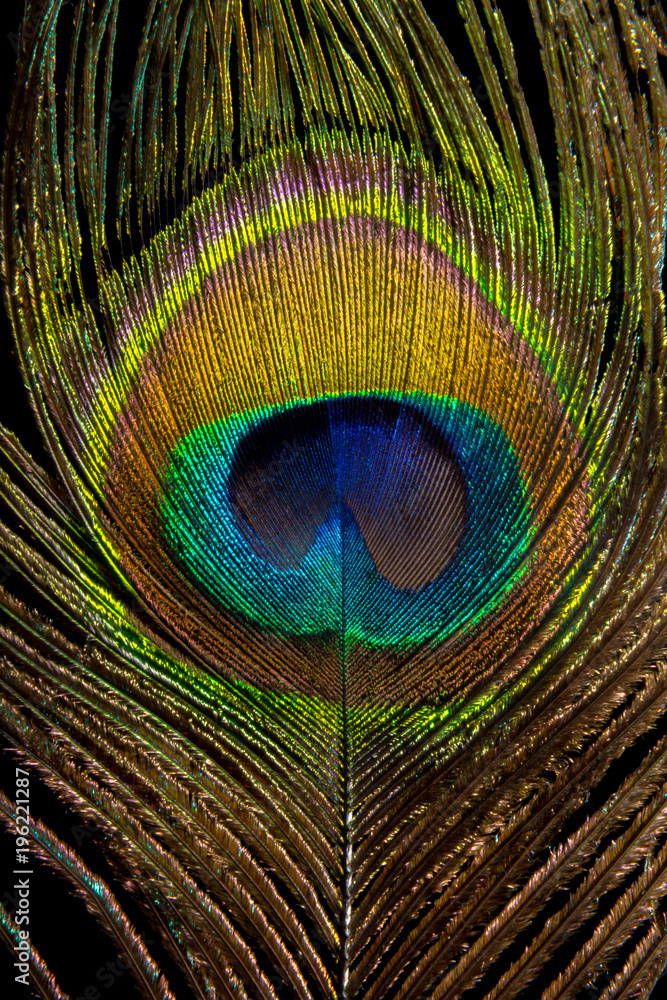 Obraz premium peacock feather