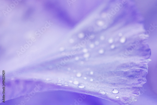 small droplets of rain or dew on the soft purple flower petal. natural background with copy space