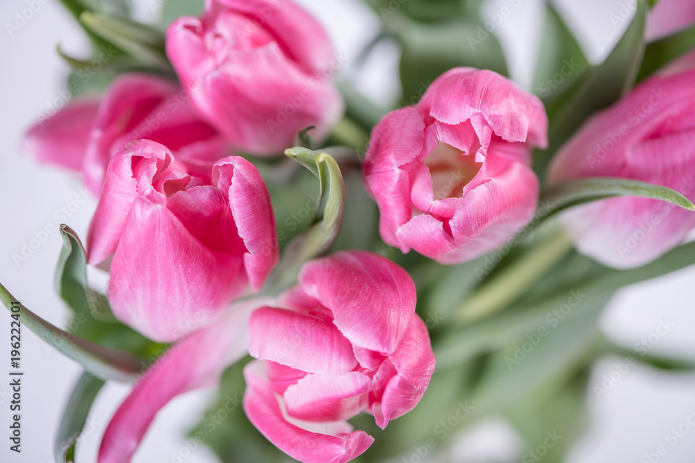 pink tulips on white background 