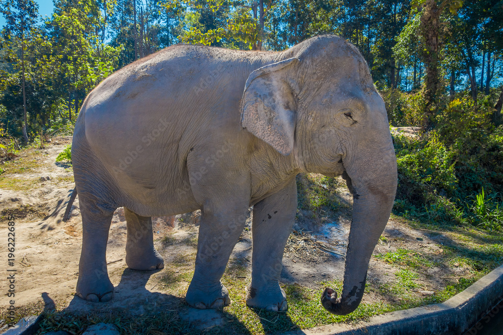 Fototapeta premium Outdoor view of huge elephant Jungle Sanctuary in Chiang Mai