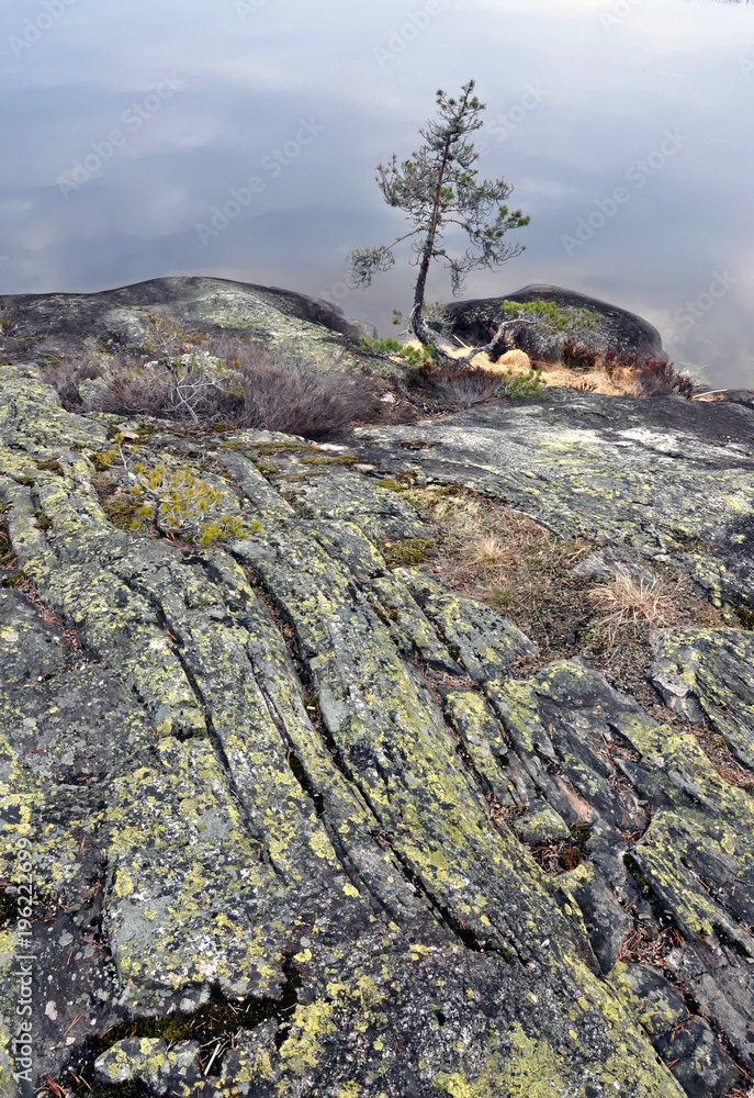 Obraz premium A rock with a pine on the edge of the lake.