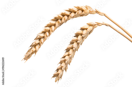 wheat spike isolated