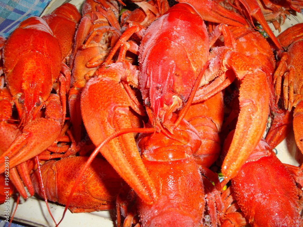 Crayfish boiled large, red on the table. Eyes, long antennae, and oral cavity with additional processes and a pair of claws.