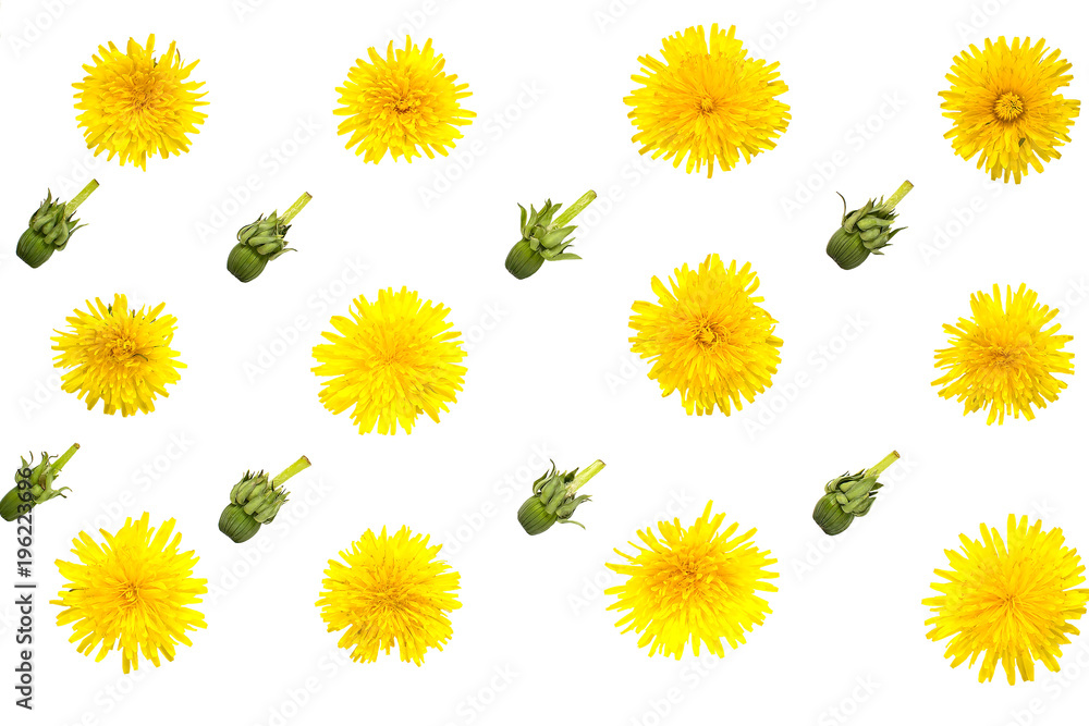 Background of dandelions isolated on white Background of dandelions isolated on white