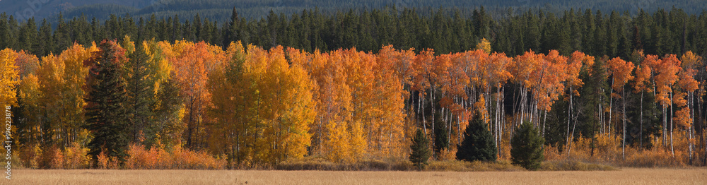 Beautiful autumn in Grand Teton NP in Wyoming in the USA
