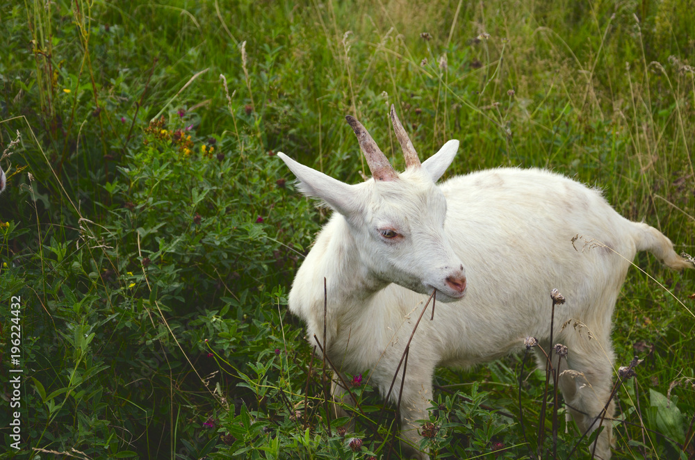 Obraz premium Young white goat grazing on the meadow and eating fresh green grass.Beautiful countryside scene.Sunny summer landscape.