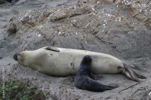 Elephant seal pup feeding from mother