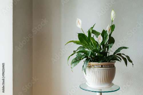 Spathiphyllum flower in the white pot, home