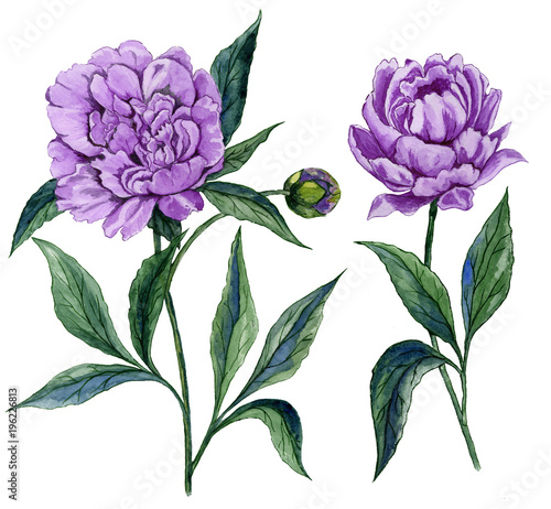 Beautiful purple peony flower on a stem with green leaves. Set of two flowers...